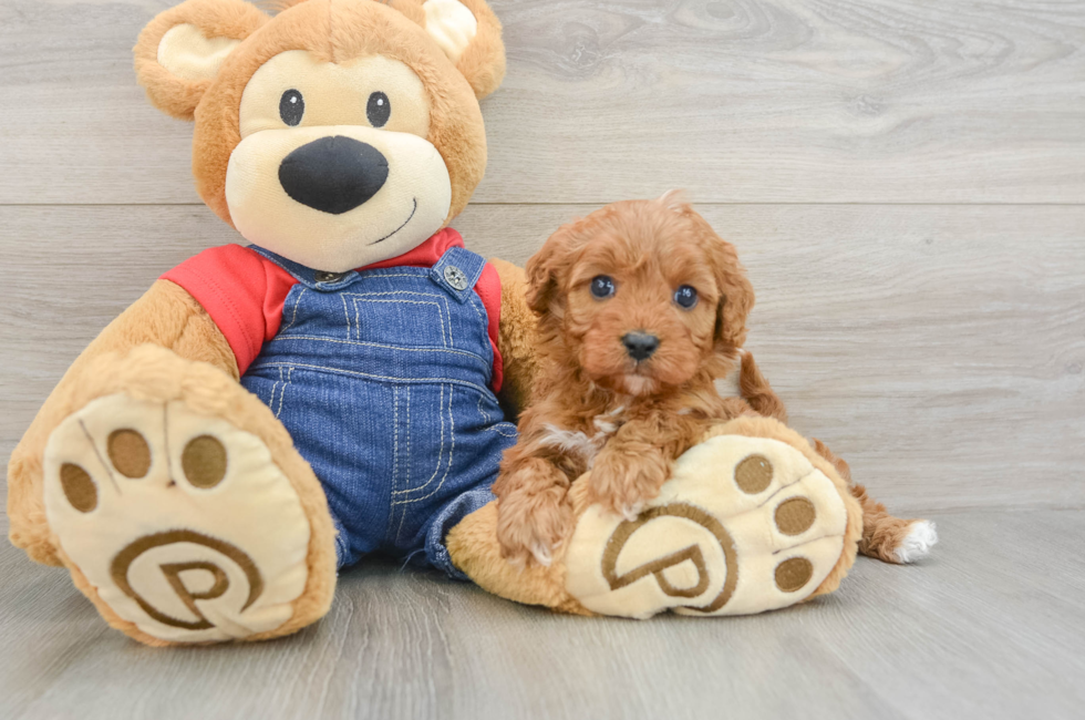 5 week old Cavapoo Puppy For Sale - Simply Southern Pups