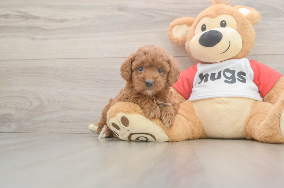 5 week old Cavapoo Puppy For Sale - Simply Southern Pups