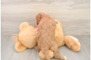 Fluffy Cavapoo Poodle Mix Pup