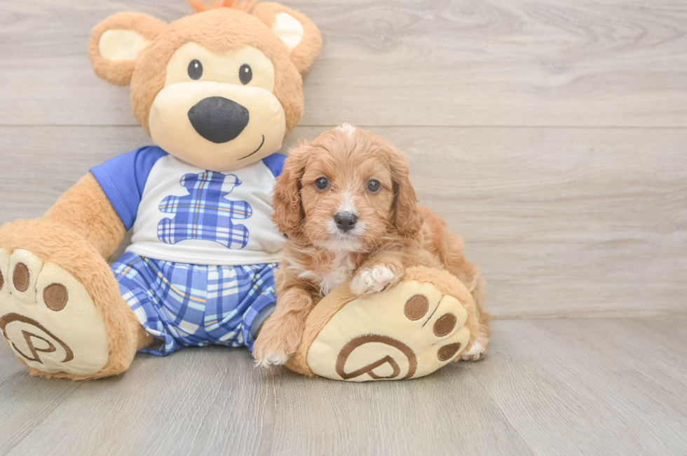 5 week old Cavapoo Puppy For Sale - Simply Southern Pups