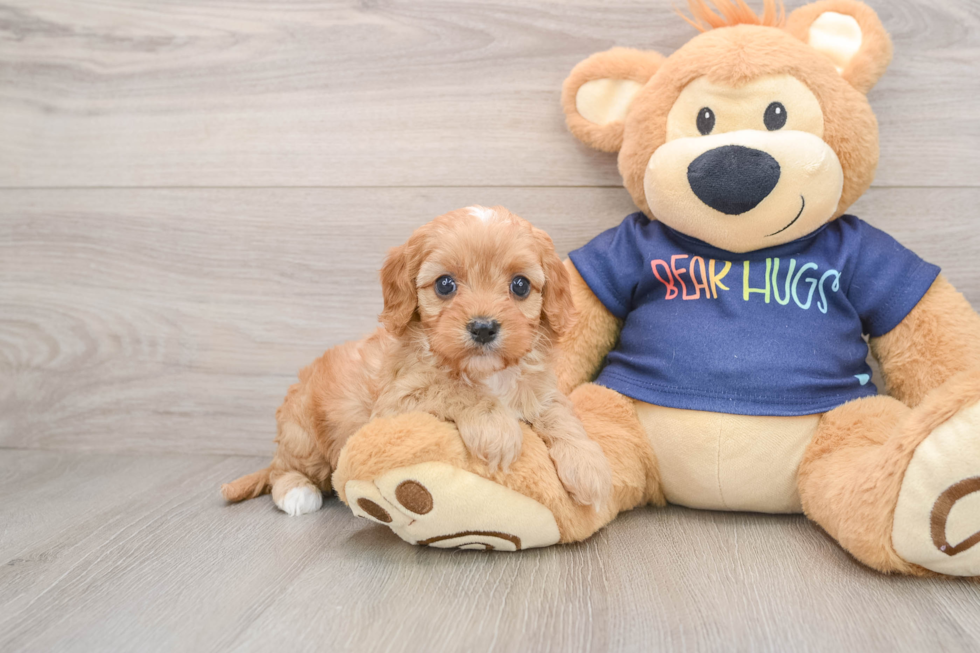 Best Cavapoo Baby
