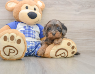 8 week old Cavapoo Puppy For Sale - Simply Southern Pups