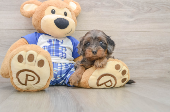 Petite Cavapoo Poodle Mix Pup
