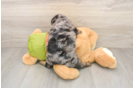Cavapoo Pup Being Cute