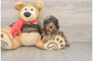 Cavapoo Puppy for Adoption