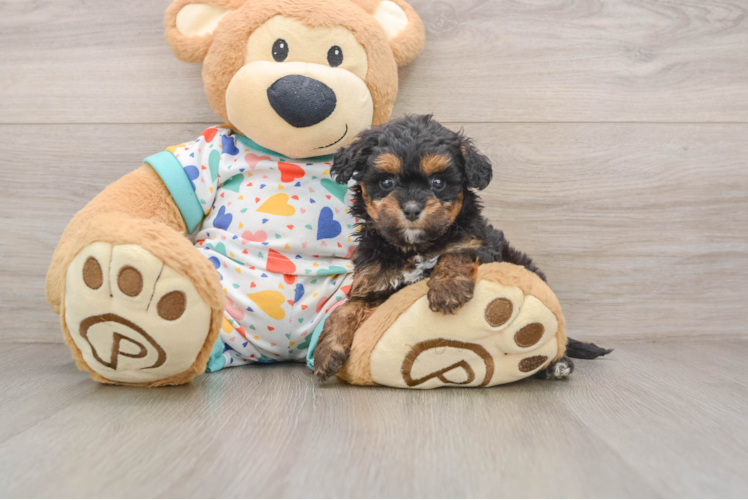 Little Cavipoo Poodle Mix Puppy