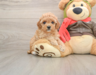 7 week old Cavapoo Puppy For Sale - Simply Southern Pups