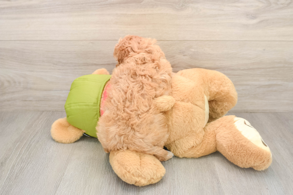 Cavapoo Puppy for Adoption