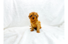 Cavapoo Pup Being Cute