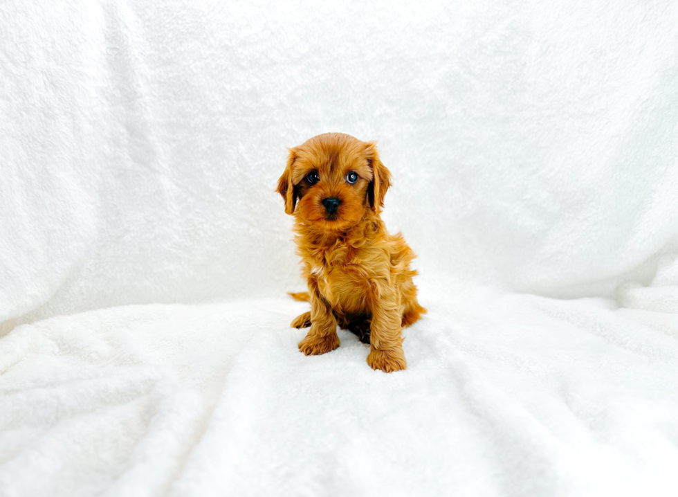 Cavapoo Pup Being Cute