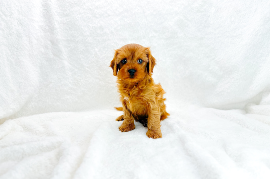 Cavapoo Pup Being Cute