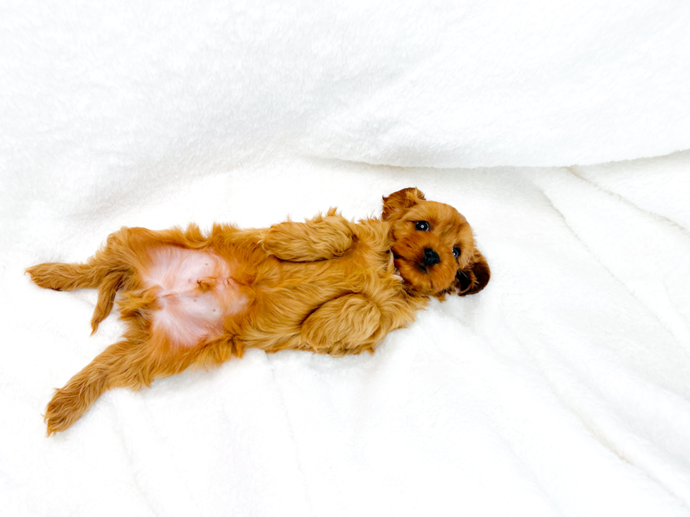 Cute Cavapoo Baby