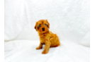 Cute Cavapoo Poodle Mix Pup