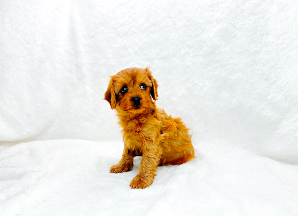 Cute Cavapoo Poodle Mix Pup