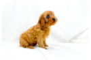 Cute Cavapoodle Poodle Mix Puppy