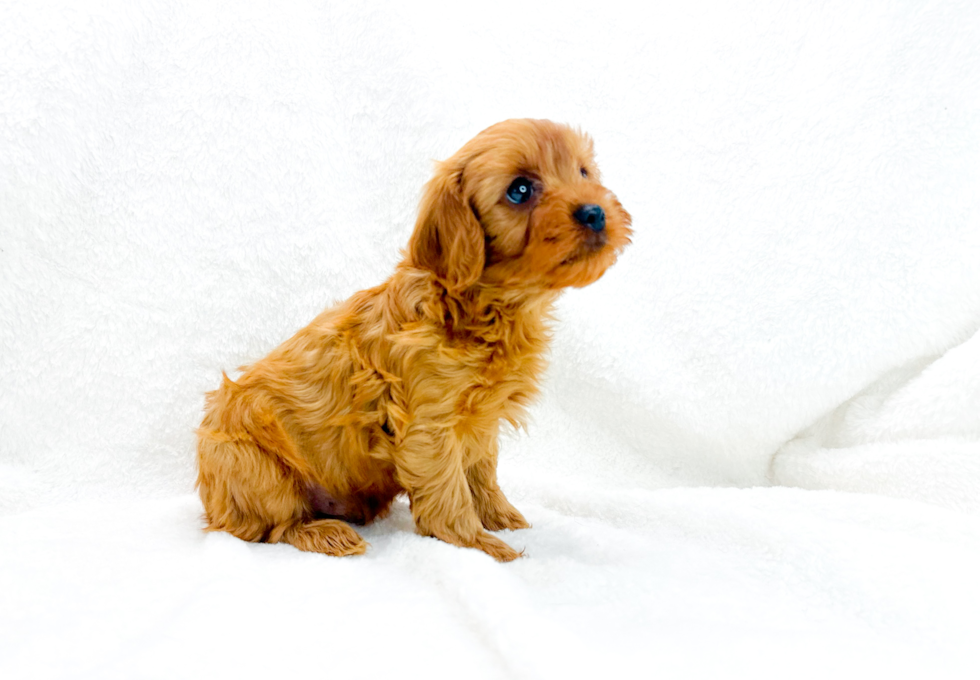 Cute Cavapoodle Poodle Mix Puppy