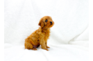 Cavapoo Pup Being Cute