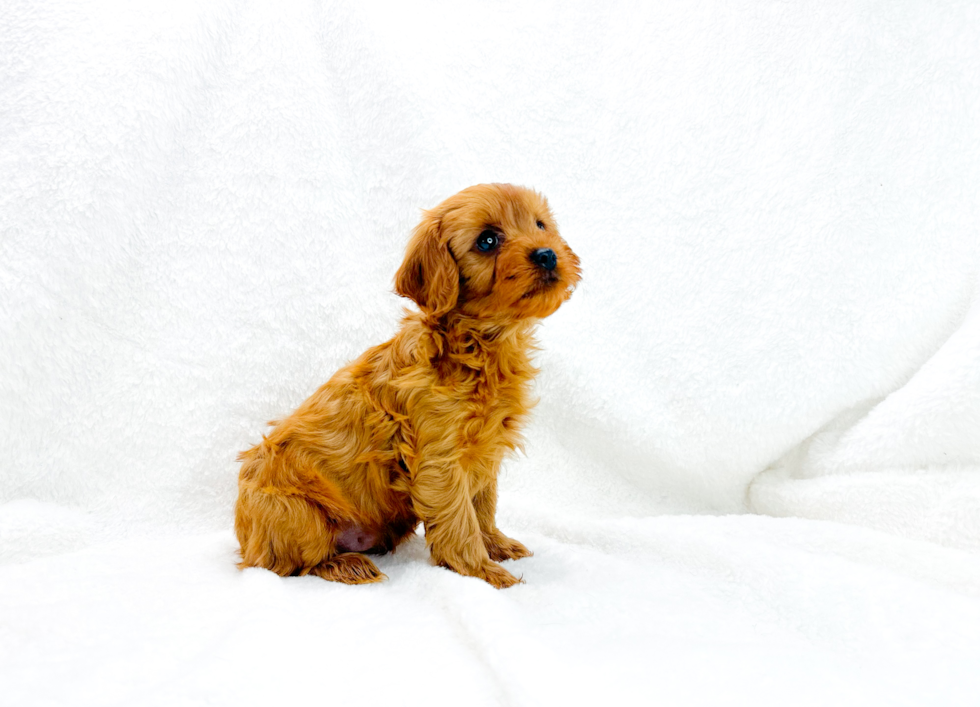 Cavapoo Pup Being Cute