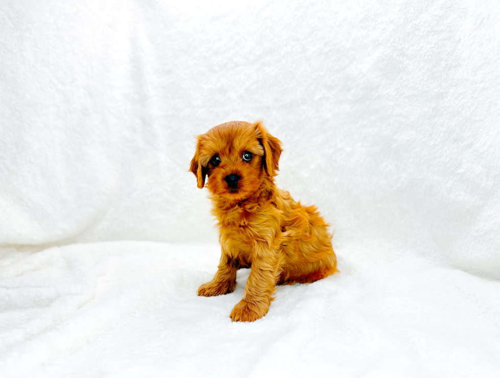 Cute Cavapoo Baby