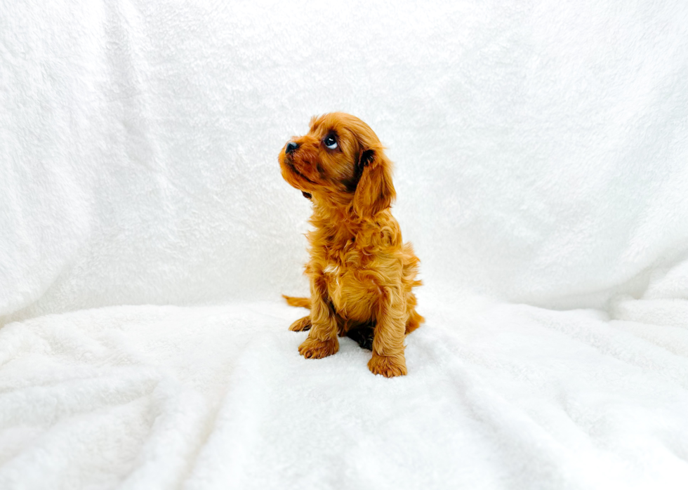 Cavapoo Pup Being Cute