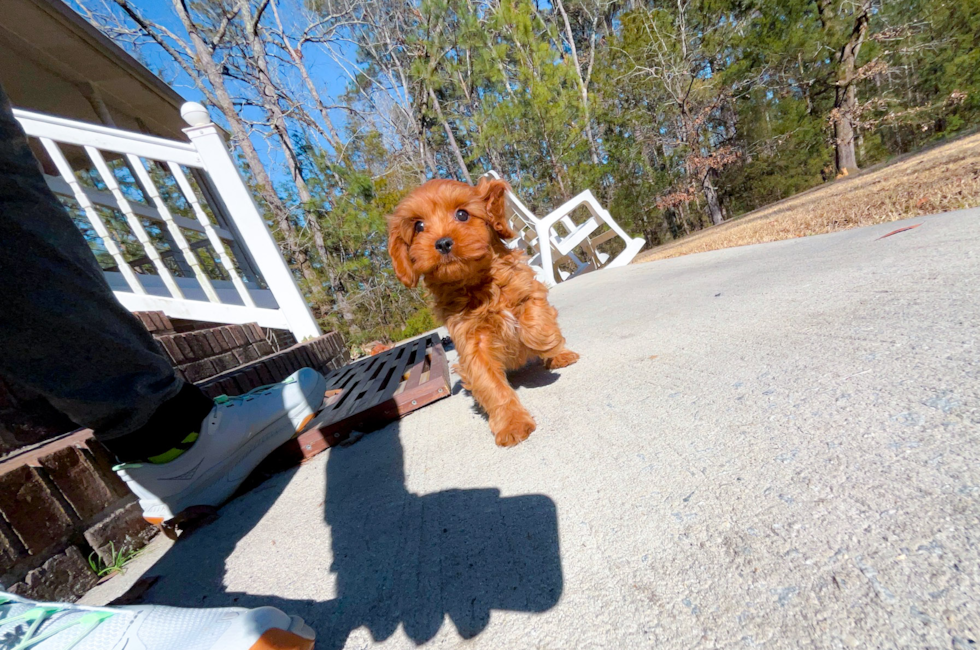 10 week old Cavapoo Puppy For Sale - Simply Southern Pups