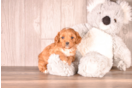 Cavapoo Pup Being Cute