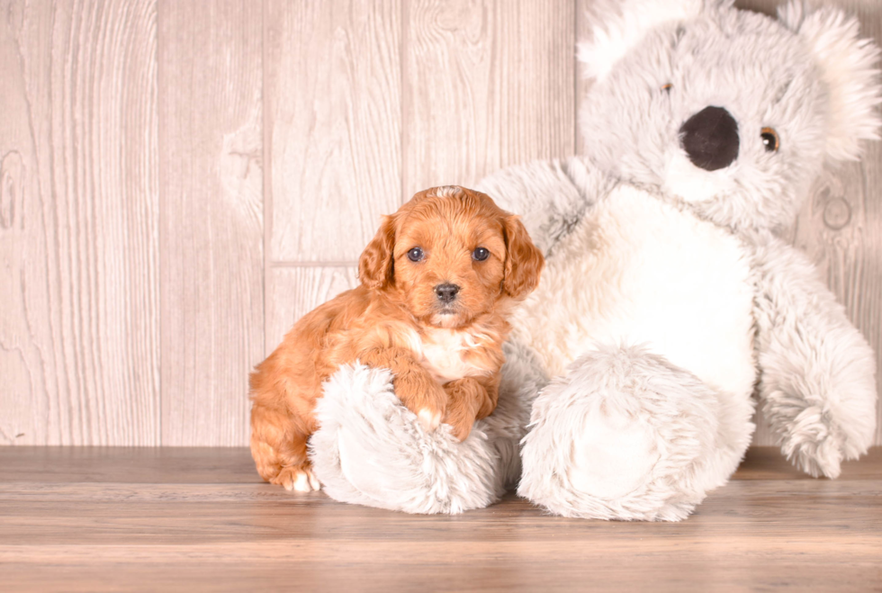 Cavapoo Pup Being Cute