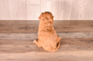 Cavapoo Puppy for Adoption