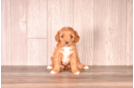 Best Cavapoo Baby