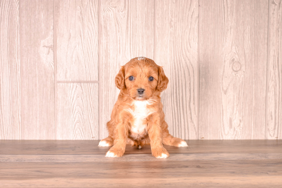 Best Cavapoo Baby