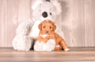 Cavapoo Puppy for Adoption