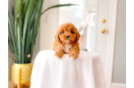 Cute Cavapoo Baby