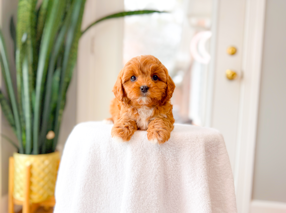 Cute Cavapoo Baby