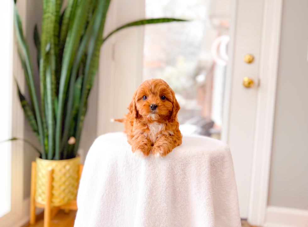 Cute Cavapoo Poodle Mix Pup