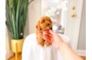 Cute Cavapoo Poodle Mix Pup