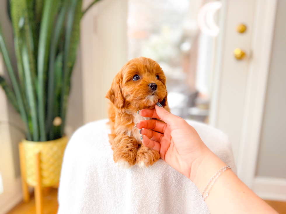 Cute Cavapoo Poodle Mix Pup