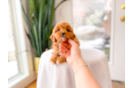 Cute Cavapoo Baby