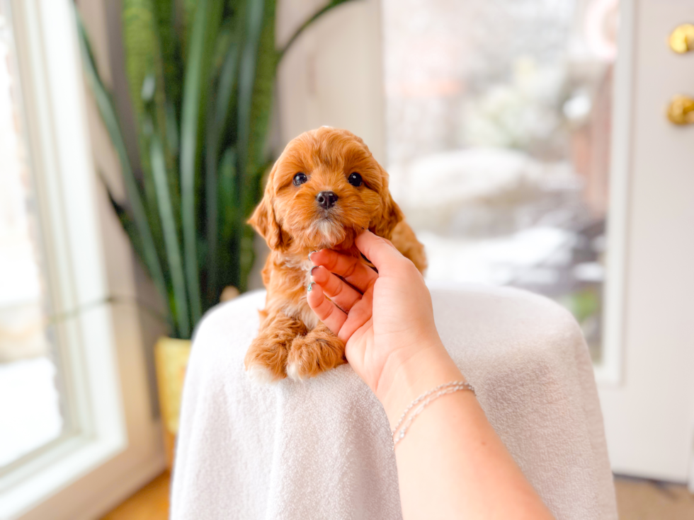 Cute Cavapoo Baby