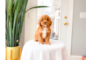 Cute Cavapoodle Poodle Mix Puppy