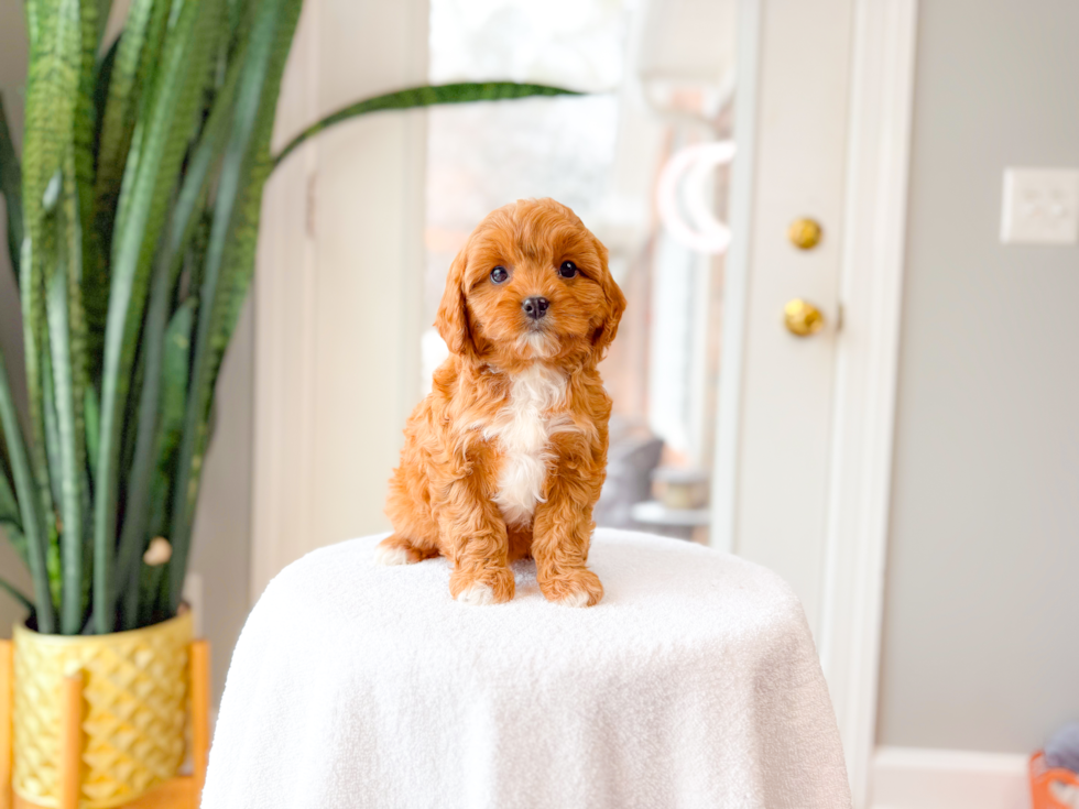 Cute Cavapoodle Poodle Mix Puppy