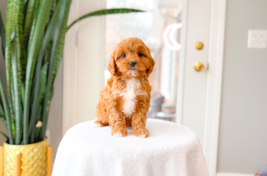 Cute Cavapoodle Poodle Mix Puppy