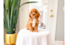 Cute Cavapoo Baby