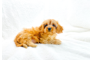 Best Cavapoo Baby