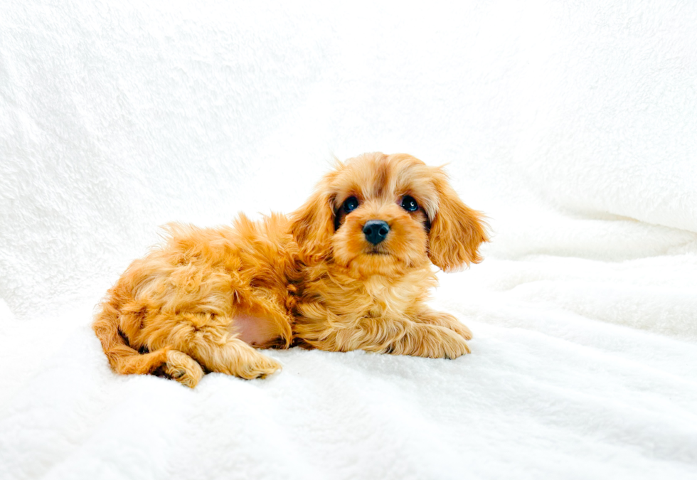 Best Cavapoo Baby