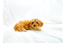 Cute Cavapoo Poodle Mix Pup