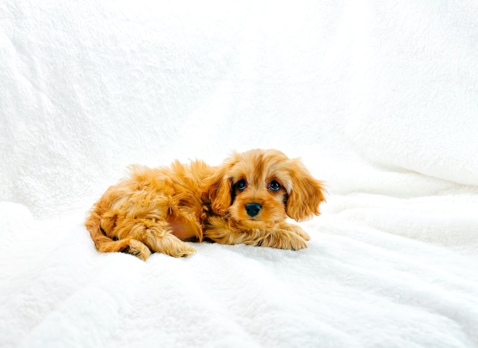 Cute Cavapoo Poodle Mix Pup