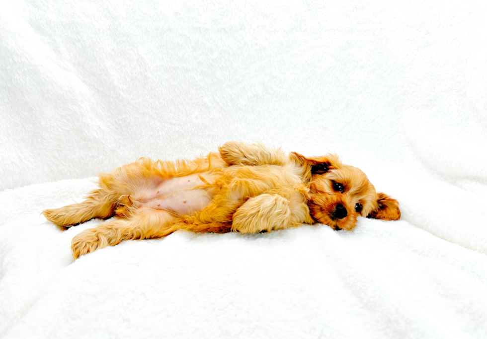 Cavapoo Pup Being Cute