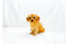 Cute Cavapoo Baby