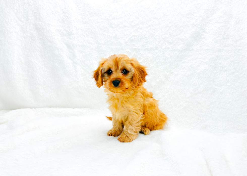 Cute Cavapoo Baby