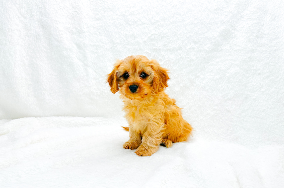 9 week old Cavapoo Puppy For Sale - Simply Southern Pups